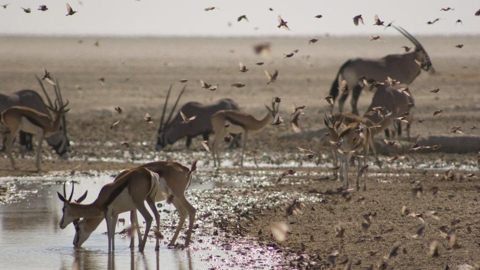 Viele Tierarten versammeln sich an einer Wasserstelle in der Kalahari.