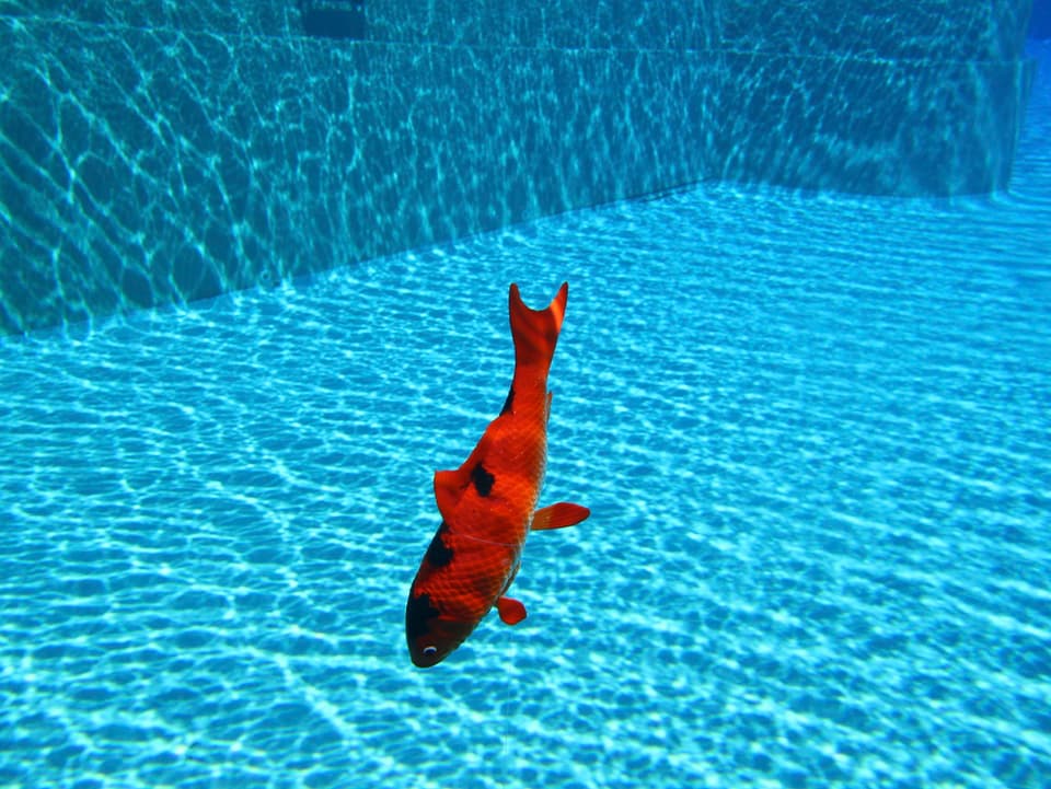 Unterwasserfoto eines Gummifisches