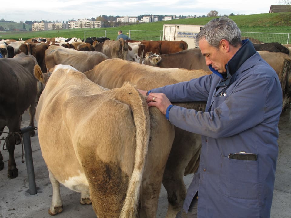 Ein Viehhändler in blauer Schürze prüft mit professionellen Griffen eine Kuh.