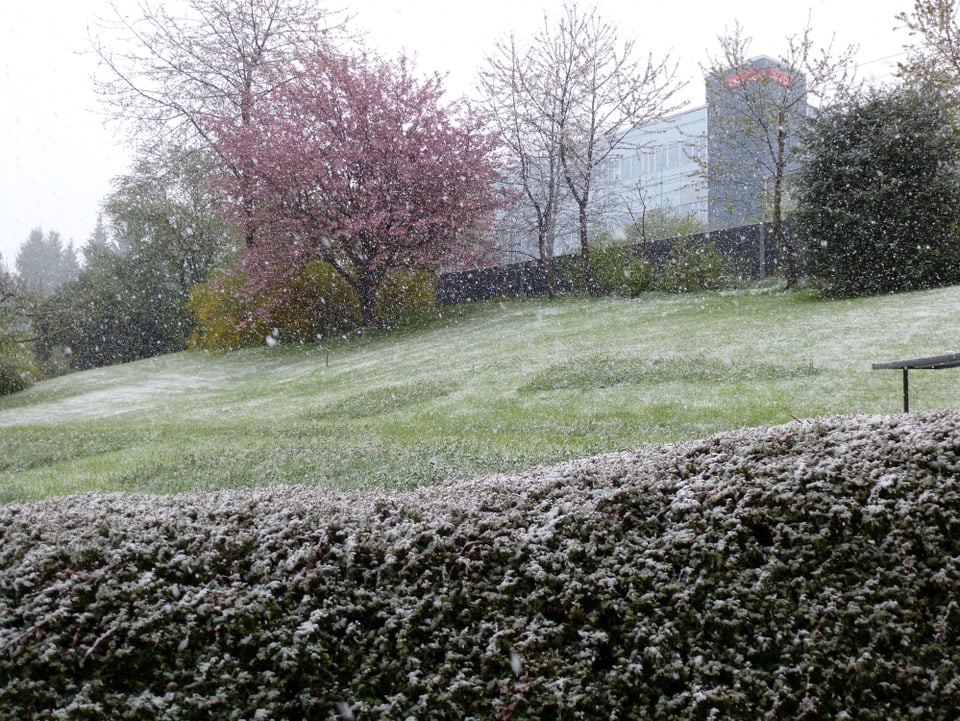 Schneeflocken fallen auf grünen Wiesen an Ostern 2014.