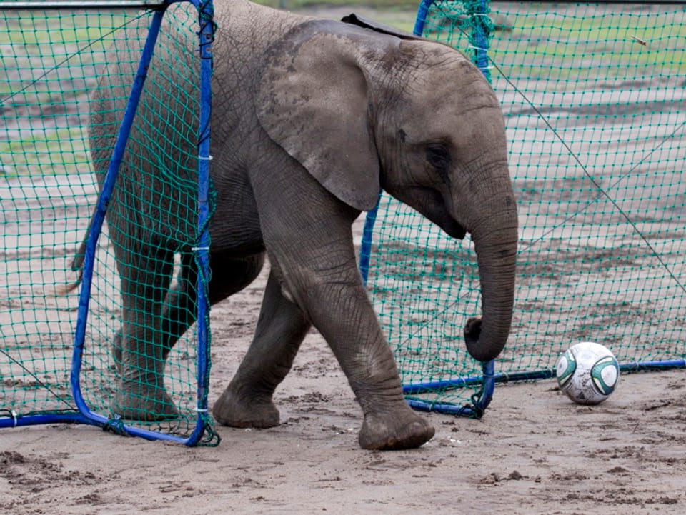 Elefant mit Fussball