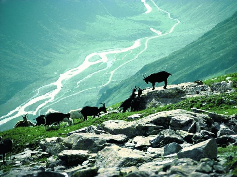 Vorne im Bild zehn Ziegen, im Hintergrund: Blick runter ins Tal