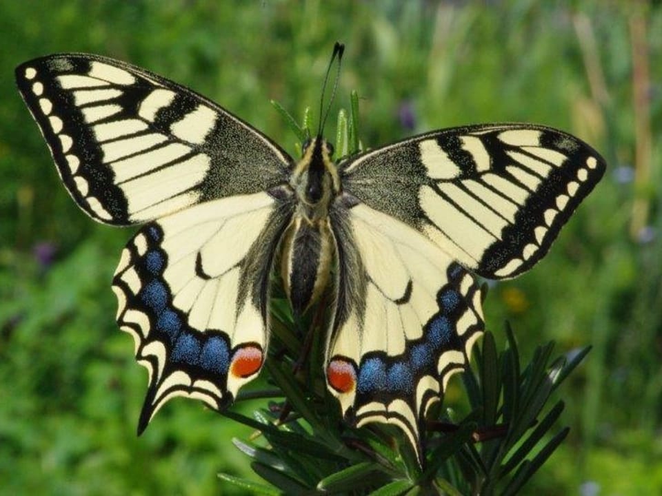 Schwalbenschwanz-Falter mit ausgebreiteten Flügeln auf einer Nadel-Pflanze. Gelb-schwarzes Muster mit königsblauen Binden an den hinteren Flügelabschnitten. Je einen tiefroten, runden Fleck an der hinteren Innenseite des Hinterflügels.