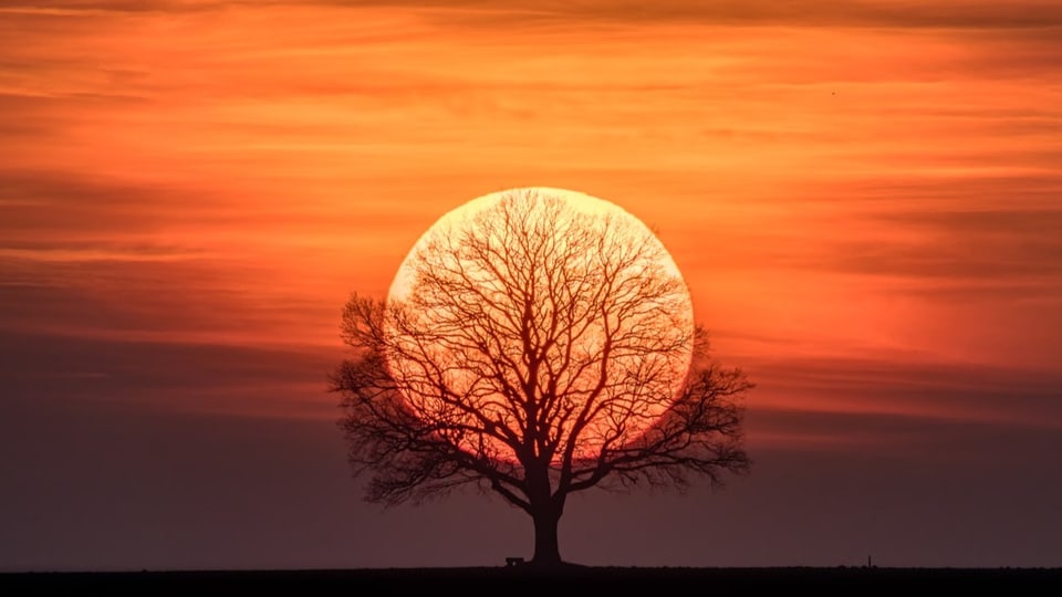 Baum ohne Blätter im Vordergrund, dahinter geht die Scheibe der Sonne an orange bis rotem Himmel unter. 