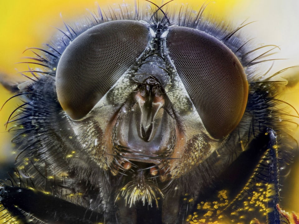 Grossaunahme eines Fliegenkopf mit riesigen Augen