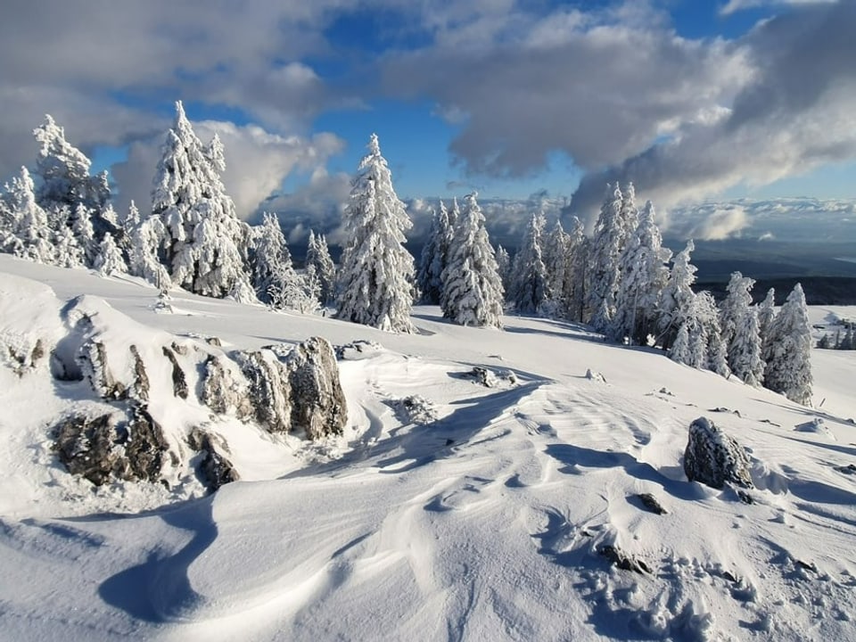 Chasseralpass/BE Verschneite Krete mit Tannen, darüber leicht bewölkt. Vom Wind ist alles zusätzlich mit Eis bedeckt.