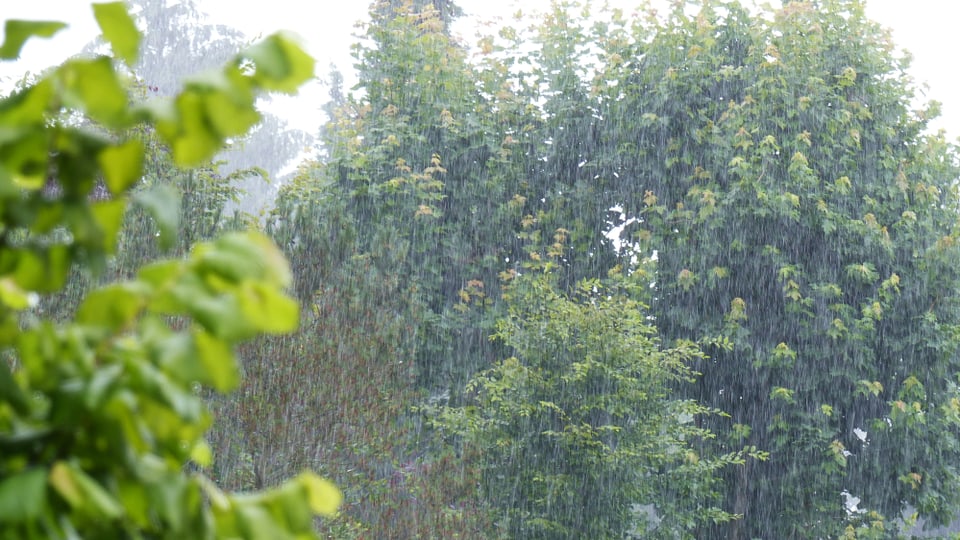 Starkregen prasselt auf Bäume und Sträucher nieder.