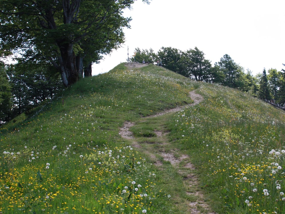 Ein schmaler Weg führt durch eine Blumenwiese hinauf auf den Gipfel.