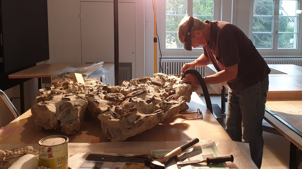 Präparator mit Staubsauger in der Hand saugt einen fossilen Meeresboden ab