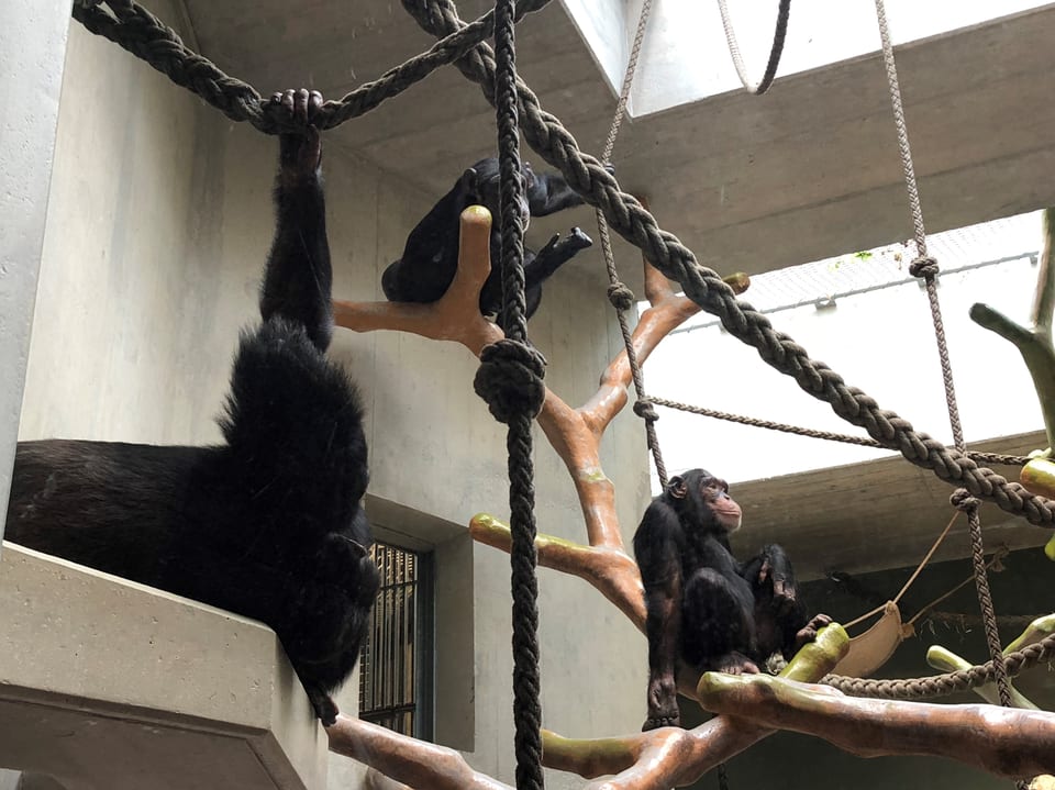 Schimpansen in der Anlage