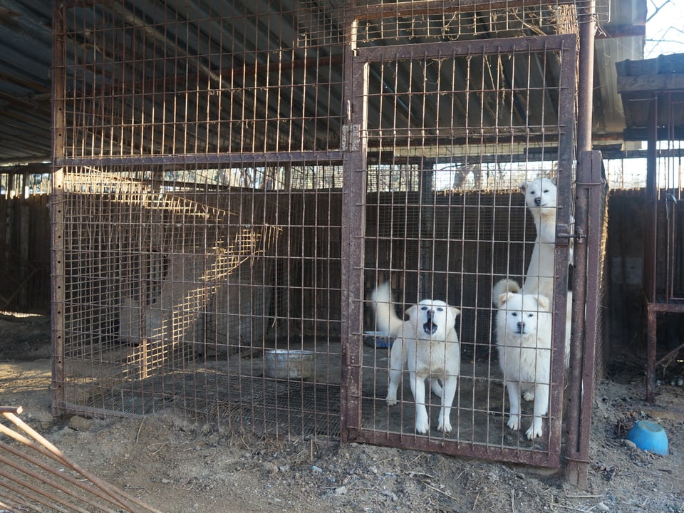 Schlachthunde in einem Käfig am Stadtrand von Wonju, zwei Autostunden östlich der Hauptstadt Seoul.