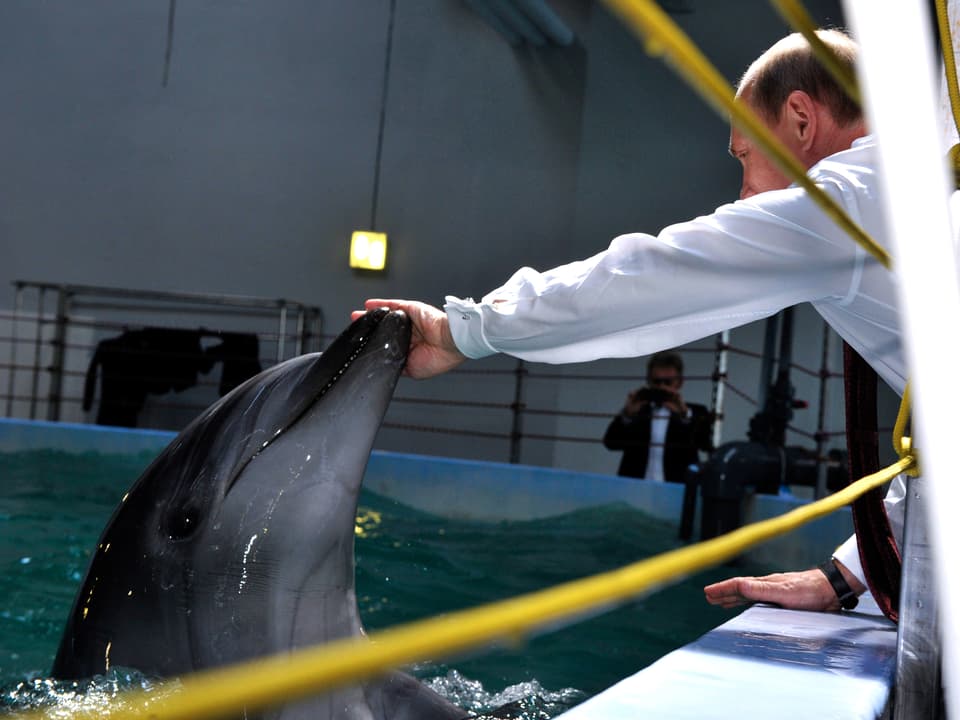 Putin streichelt einen Delphin, der aus einem Wasserbecken springt. (1.9.13)