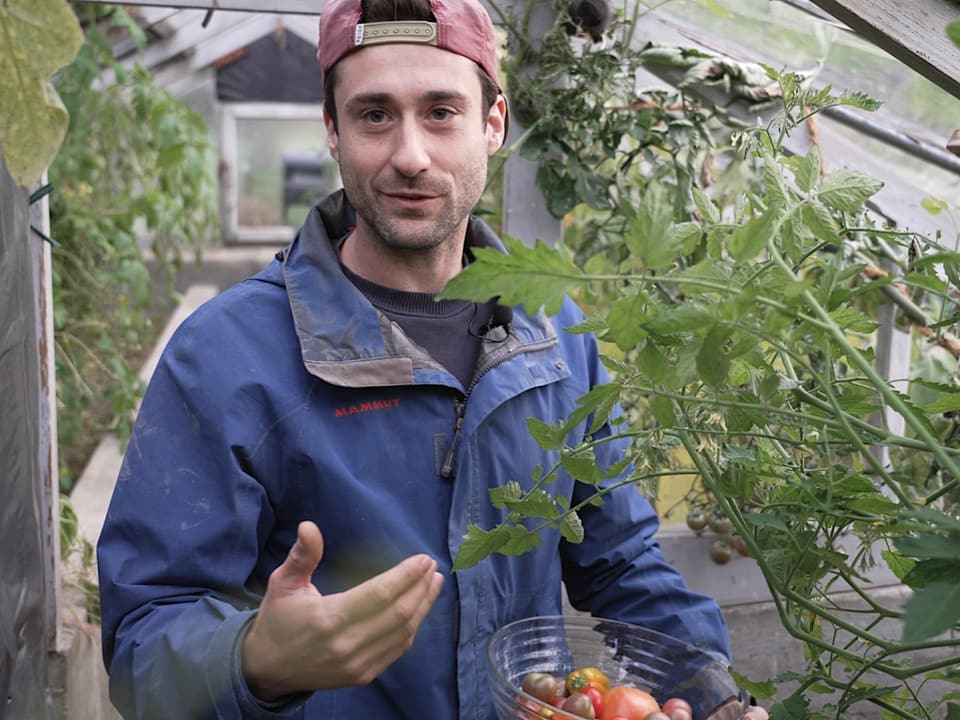 Landschaftsgärtner Federico enrtet Tomaten im Gewächshaus. 