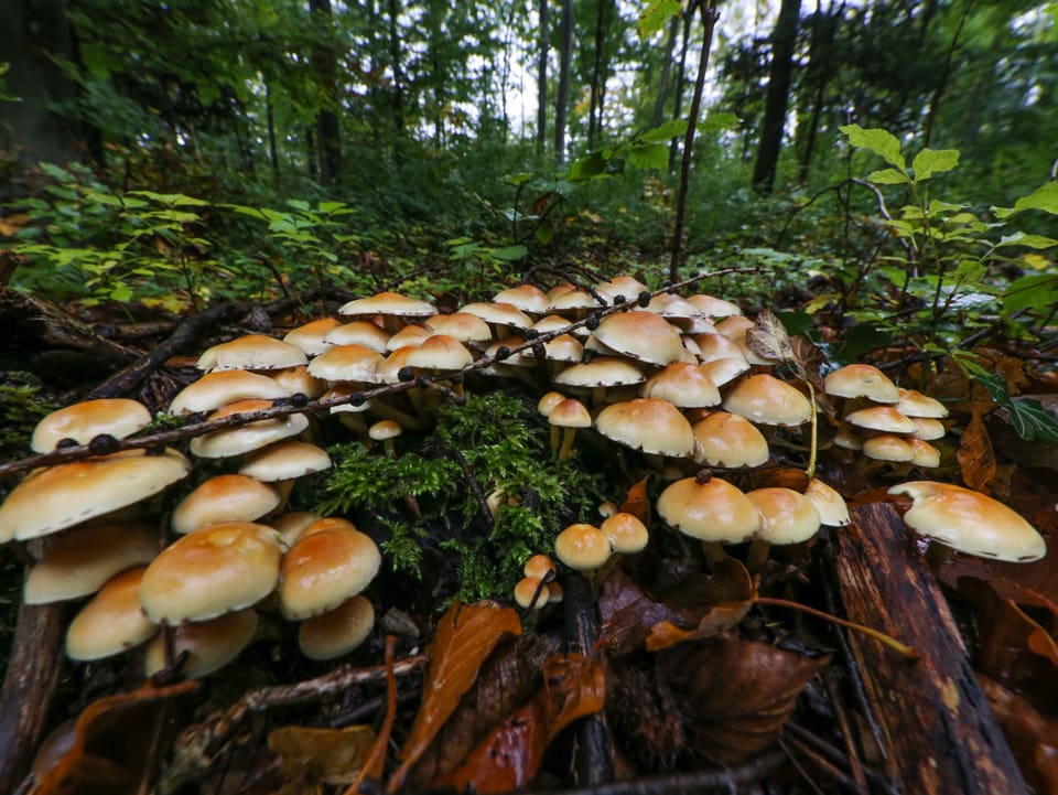 Einige Pilze und Moose im Wald.