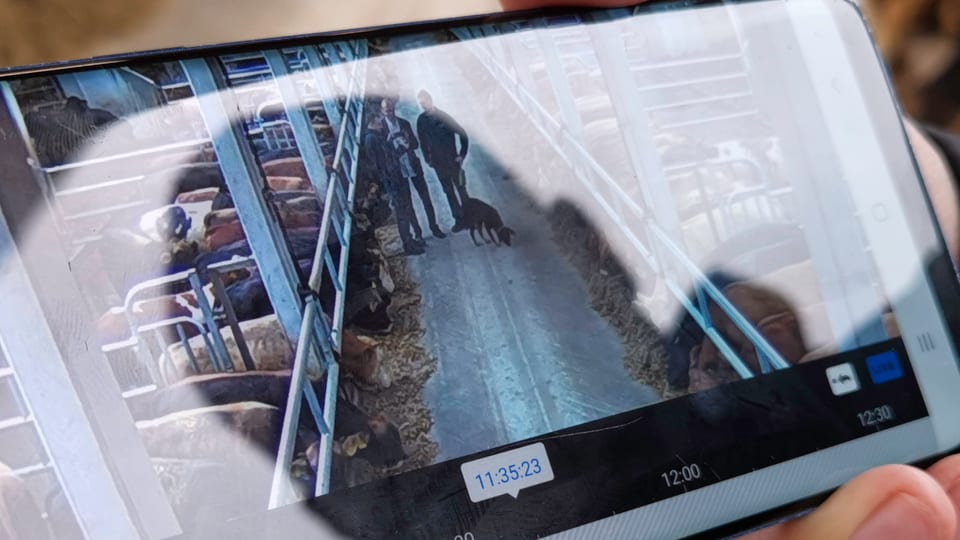 Ein Smartphone-Bildschirm mit der Aufnahme des Stalls aus einer Überwachungskamera. 