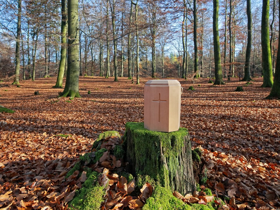 Eine Urne steht auf einem Baumstumpf in einem herbstlichen Laubwald.