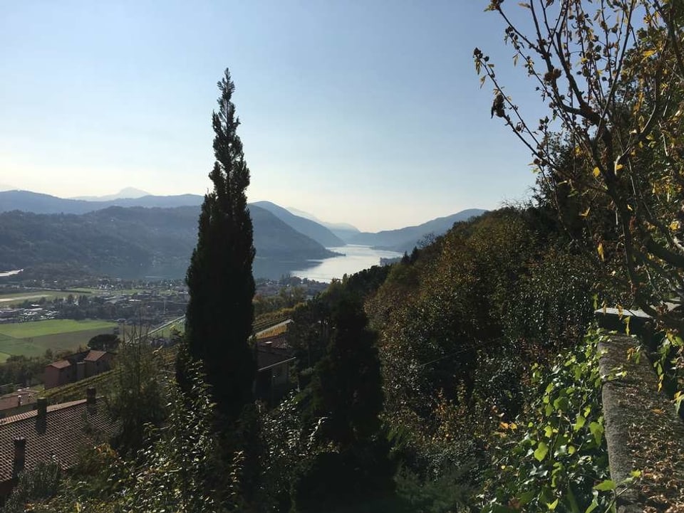 Blick auf den Lago di Lugano, mit Zypresse im Vordergrund