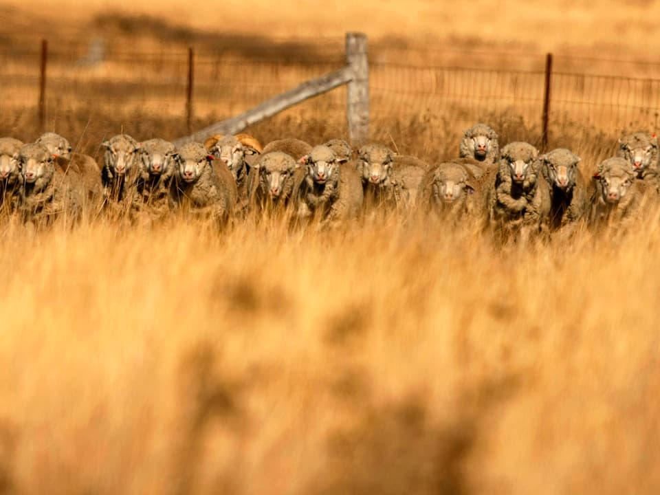 Eine Herde Merino-Schafe auf einer Farm in Australien.