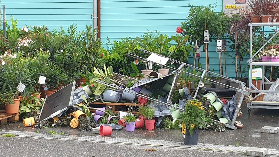 Umgestürzte Pflanzen in der Gartenabteilung der Landi Belp.