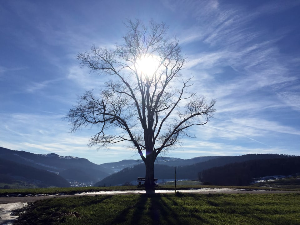 Ein blattloser Baum steht auf einer Anhöhe. Die Sonne steht bei ihrem Höchststand immer relativ tief. Sie scheint durch die Baumkrone. Der Himmel ist blau mit zarten Schleierwolken.