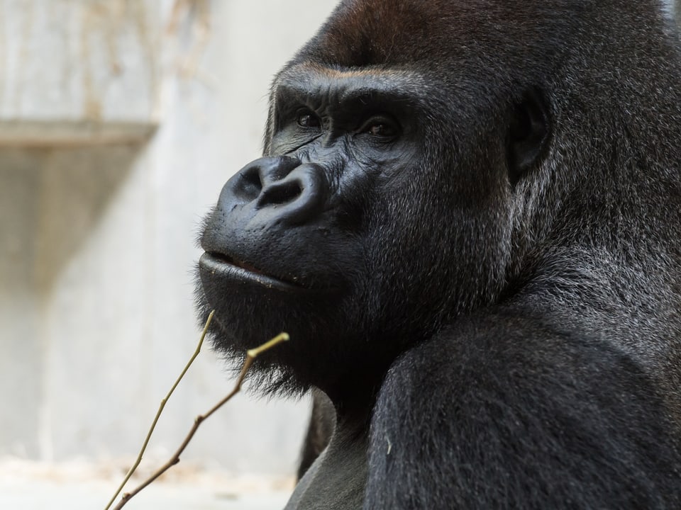 Grossaufnahme vom Kopf des Gorillas M'Tongé, der seit der vergangenen Woche im Zoo Basel lebt.