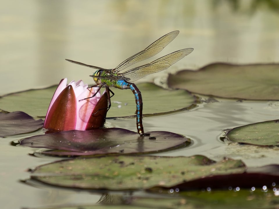 Libelle auf der Wasseroberfläche eines Teiches