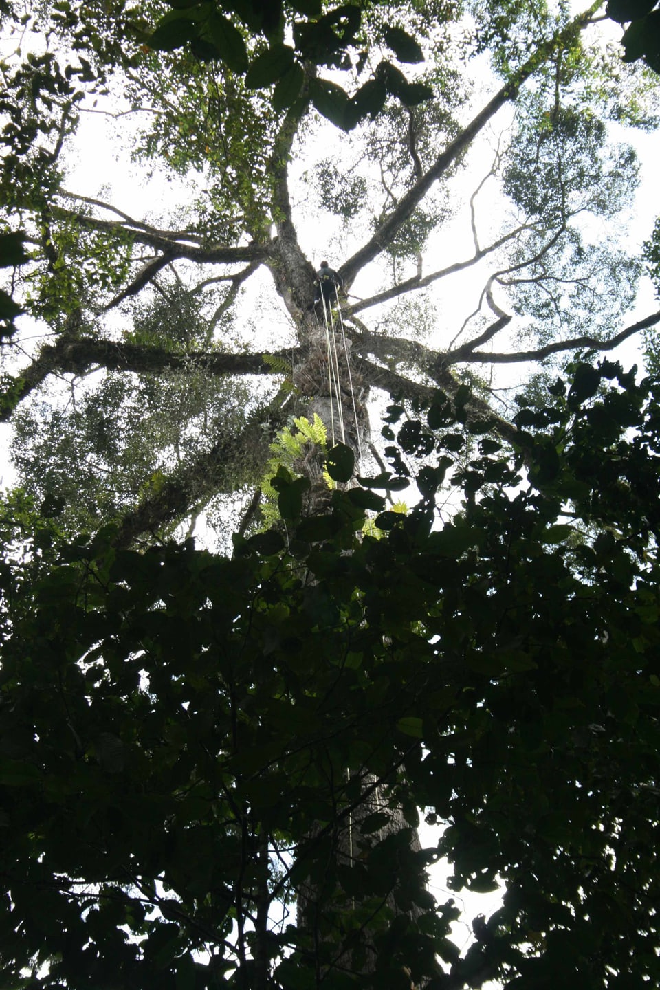 Gigantischer Tropenbaum