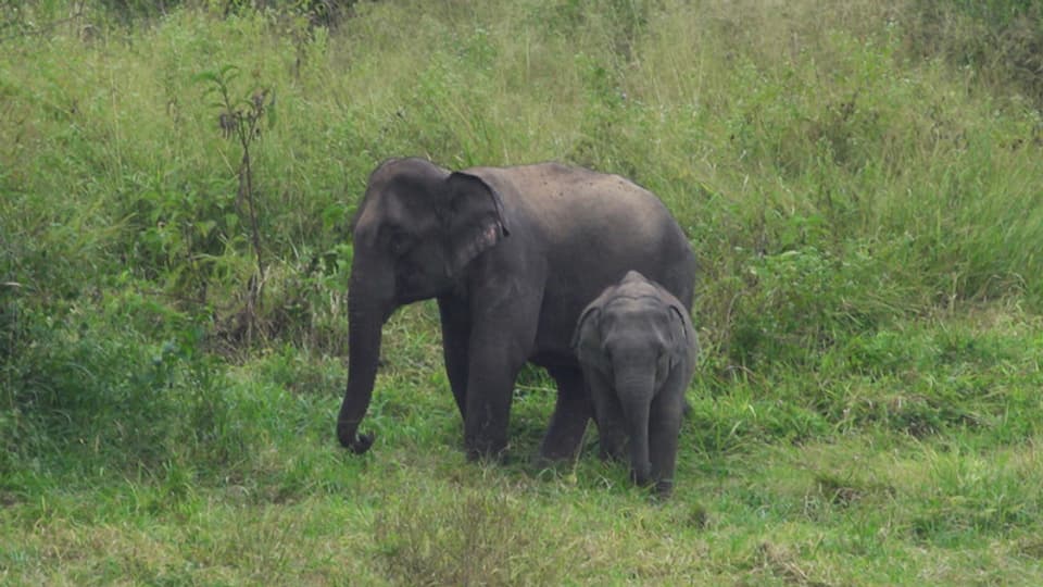 Weibliche asiatische Elefanten bleiben ein Leben lang in der Familienbande zusammen.