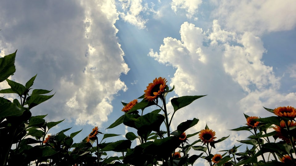 Quellwolken über einem Sonnenblumenfeld bei Thun.