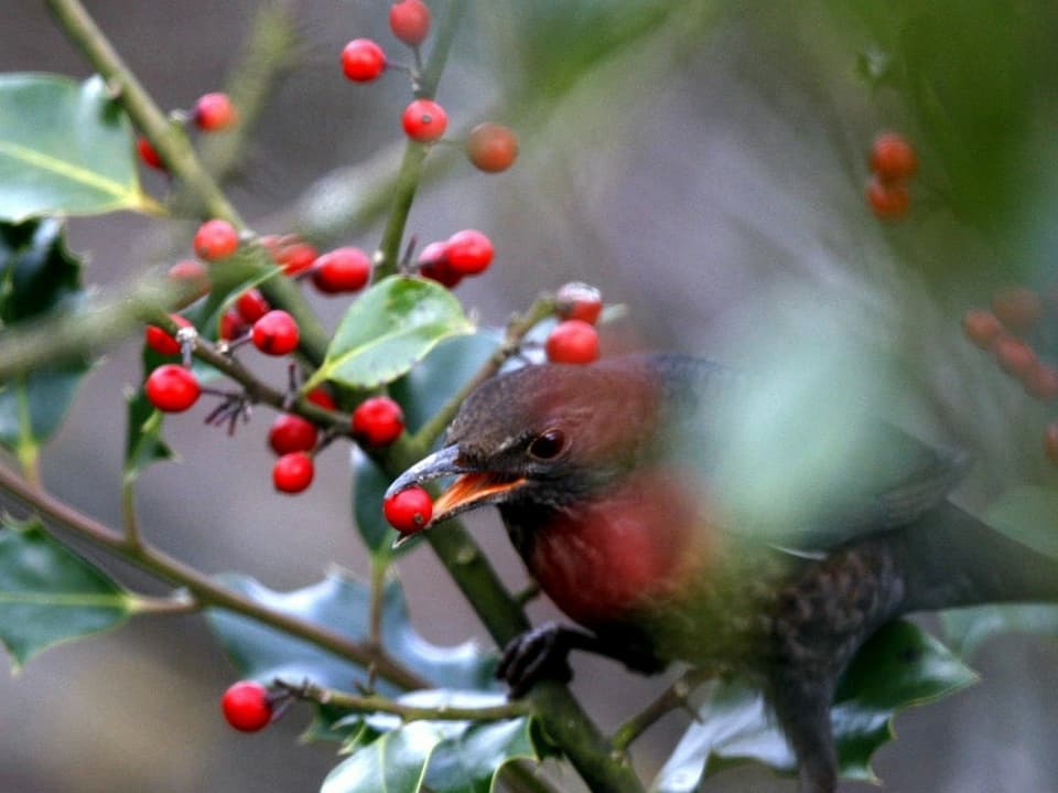 Ein Vogel frisst eine kleine, rote Beere von einem Baum.