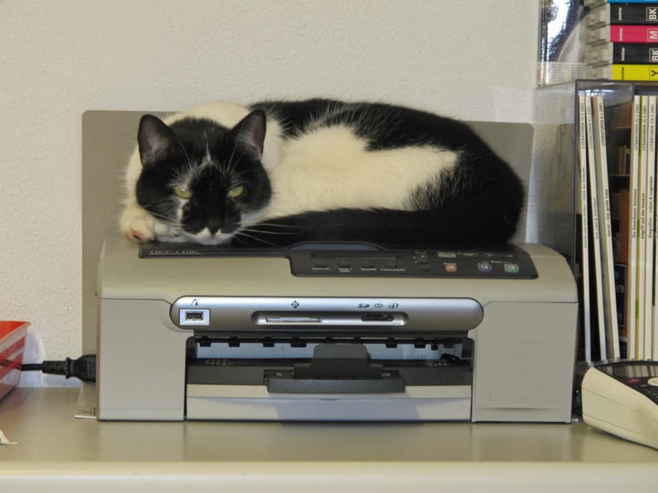Katze liegt auf einem Drucker