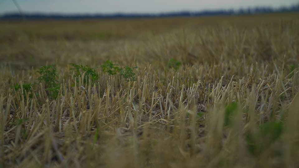 Blick auf ausgetrocknetes Getreidefeld