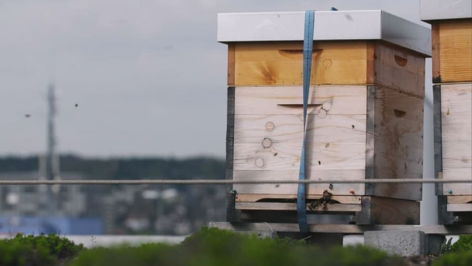 Auf dem Bild ist ein Bienenstock auf einem Dach in Zürich zu sehen.