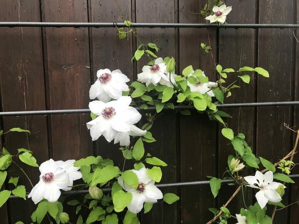 Weisse Blüten einer Clematis ranken sich am Gitter vor einer Holzwand. 