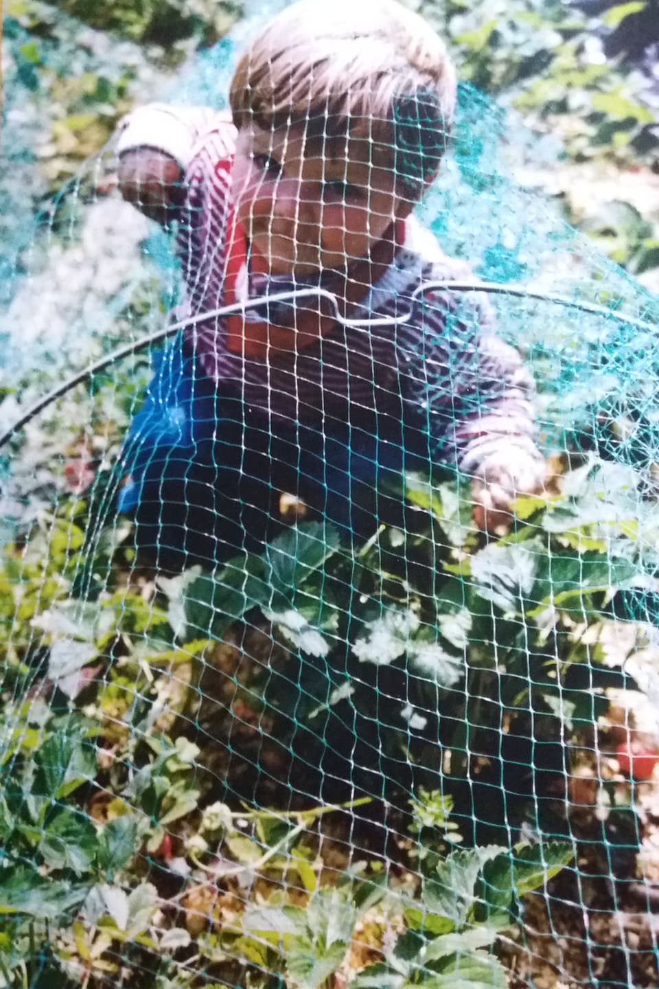 Ein Kind nascht unter einem Netz Erdbeeren.