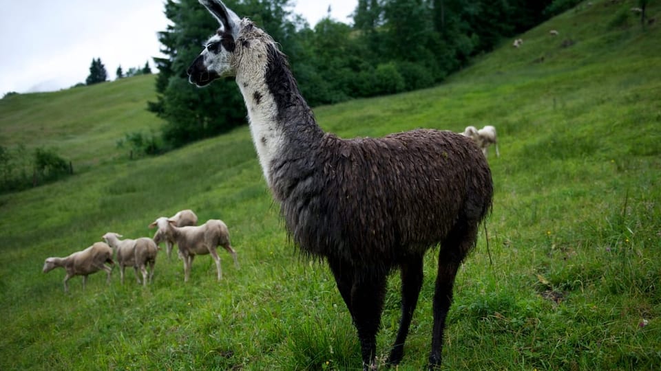 Ein Lama schaut auf Schafe auf einer Alp.