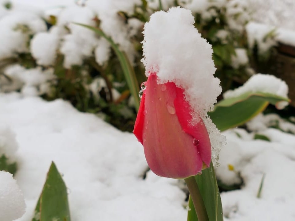 Schnee auf Tulpe