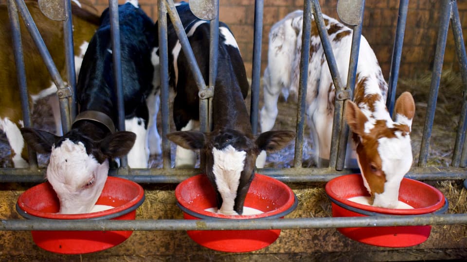 Kühe in einem Stall strecken ihre Hälse durch ein Gitte und fressen aus roten Becken