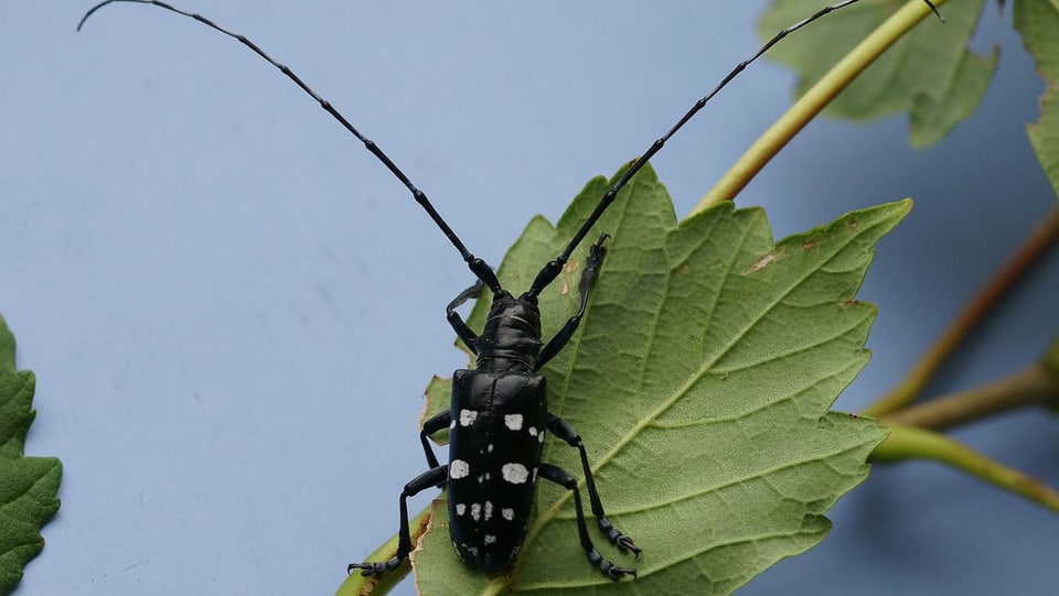 Laubholzbockkäfer auf einem Blatt: Schwarzer Käfer mit weissen Punkten und langen Fühlern.