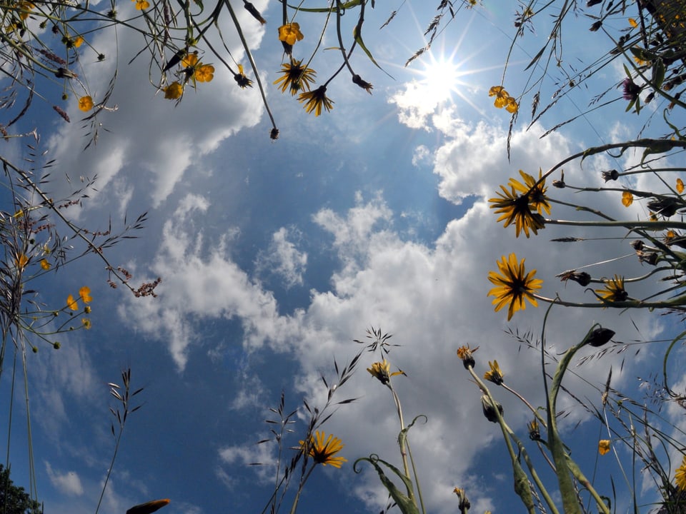 Blick von unten in einer Blumenwiese hinauf in den blauen Himmel mit Schönwetterwolken und Sonne. 