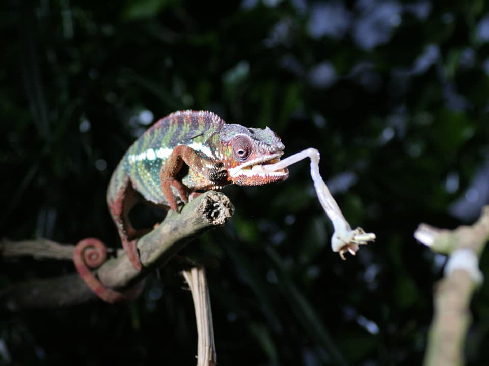 Ein Chamäleon sitzt auf einem Ast, seine Zunge ist hervorgeschnellt um ein Insekt zu fangen.