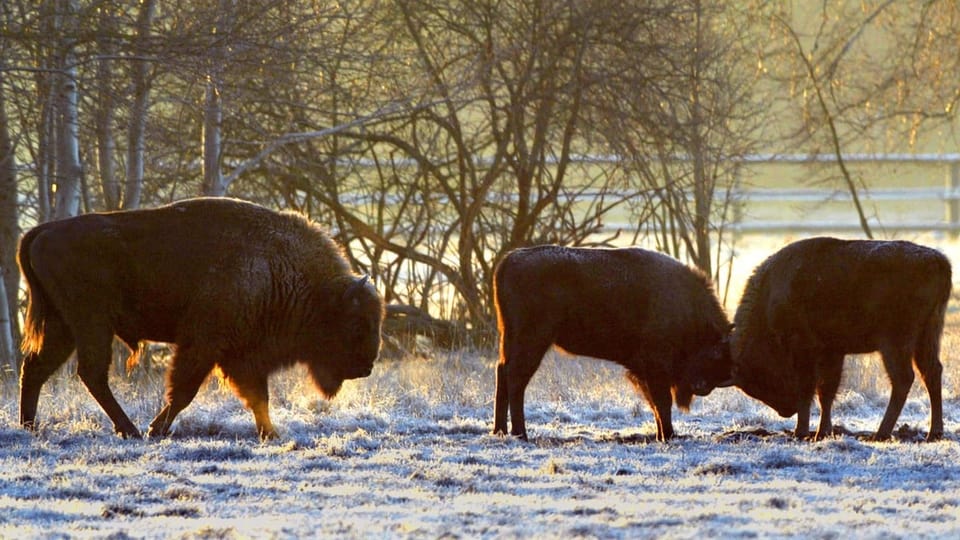 Wisente auf einer Wiese.
