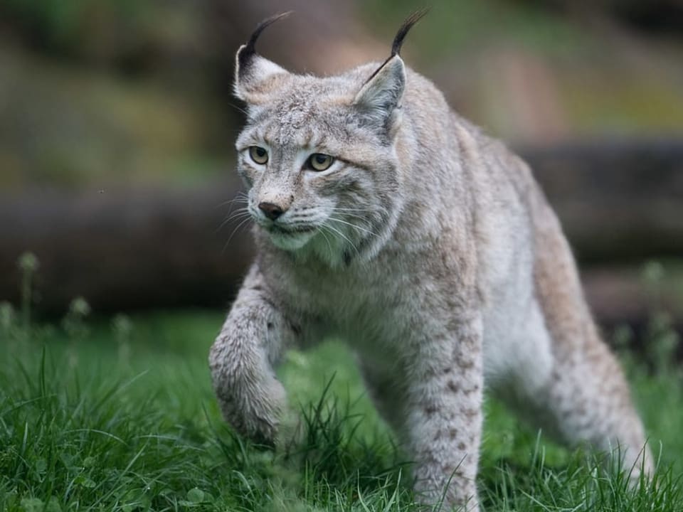 Weisser Luchs im Gras