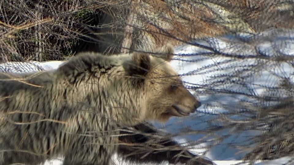 Der Bär am Bernina