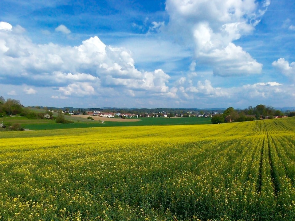 Über einem gelben Rapsfeld ist der blaue Himmel durchsetzt mit vielen kleinen Quellwolken. 