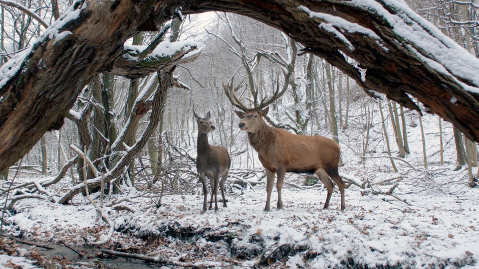 Zwei Hirsche im verschneiten Wald.