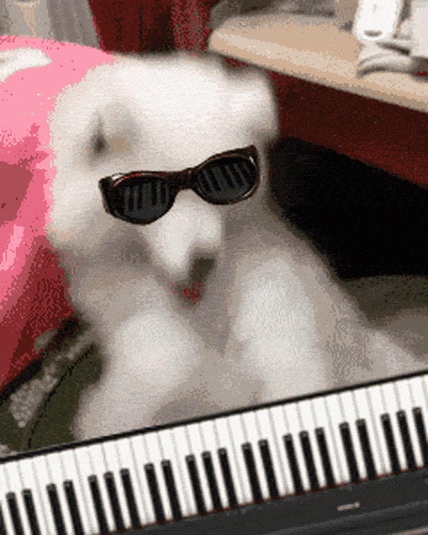 Ein Hund mit Sonnenbrille haut enthusiastisch in die Tasten – verrückt!