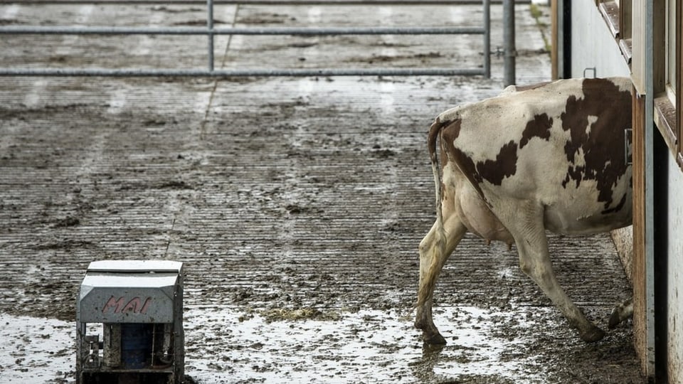 Ein Berner Bauer leistet mit seiner Biogasanlage Pionierarbeit