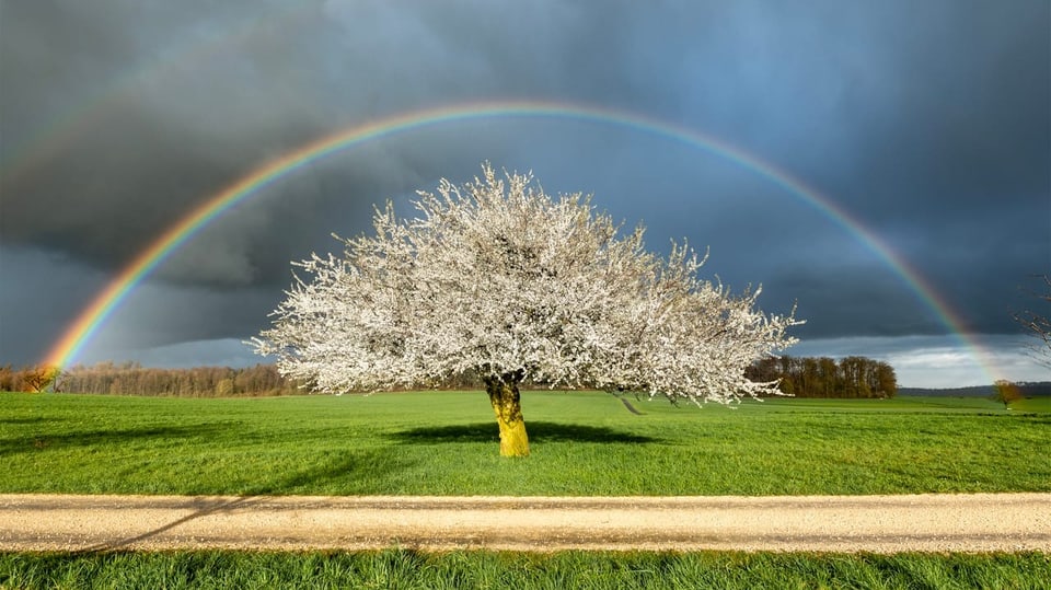 Blühender Obstbaum in Frühlingswiese. Über den Baum spannt sich ein Regenbogen. 
