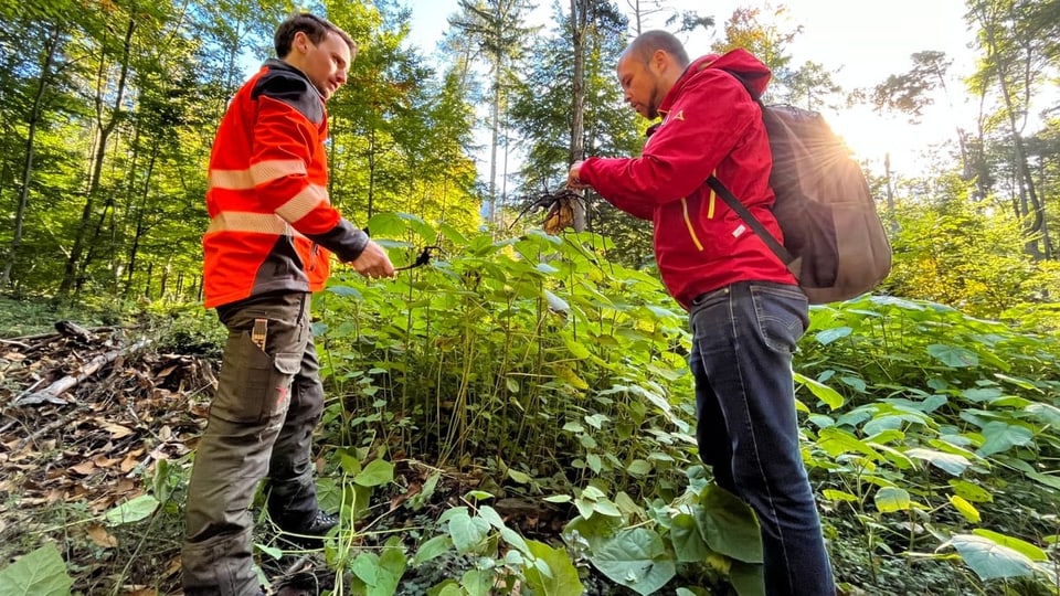 Revierförster und Wald-Amt-Mitarbeiter prüfen Blauglockenbaum